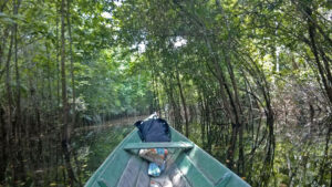Mit dem Boot durch den Urwald. Die im Wasser stehenden Bäume verengen die Durchfahrt immer mehr