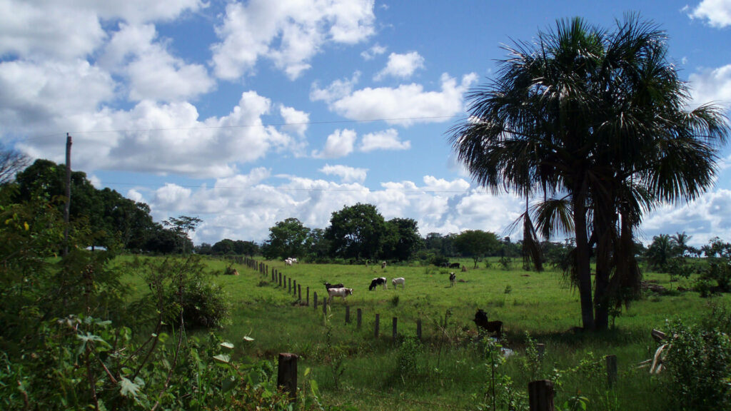 Weide mit Rinder und Baumgruppen und Hecken, die durch einen Zaun getrennt werden. Rechts im Vordergrund eine Gruppe Palmen.