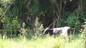 Rind auf der Weide vor Palmenwald