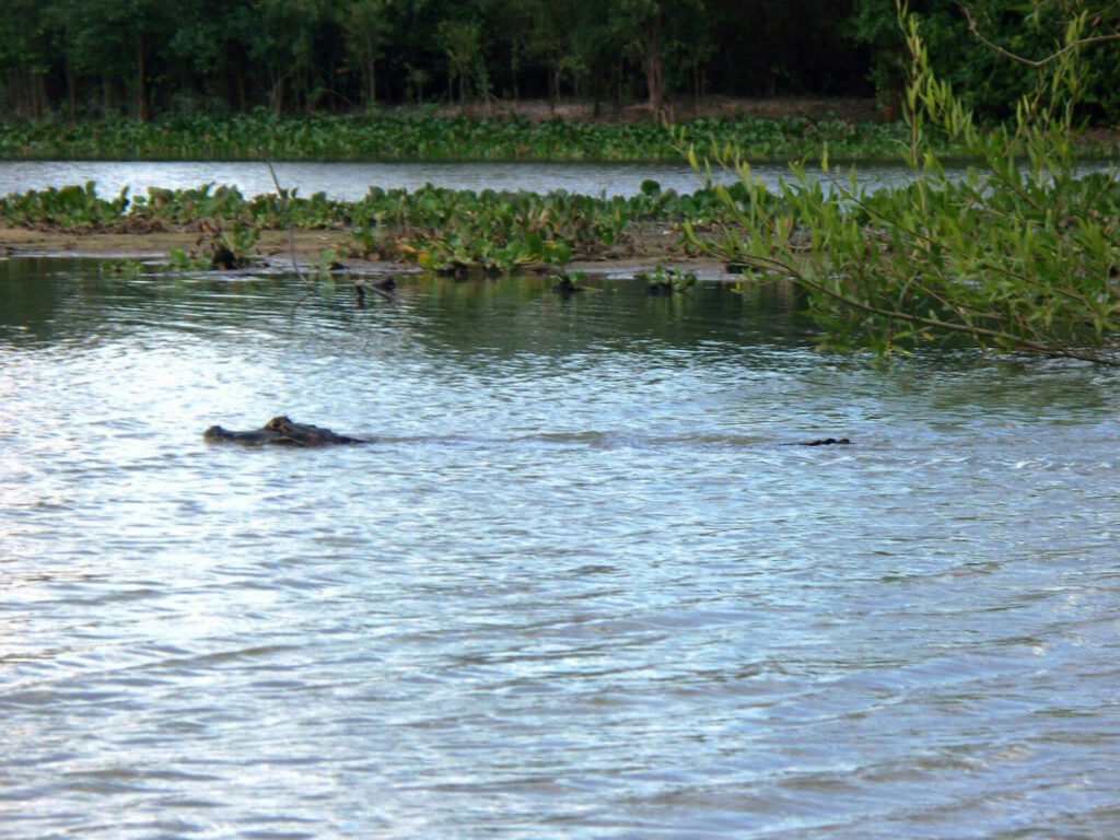 Krokodil im Wasser - Foto © Edinir Taques