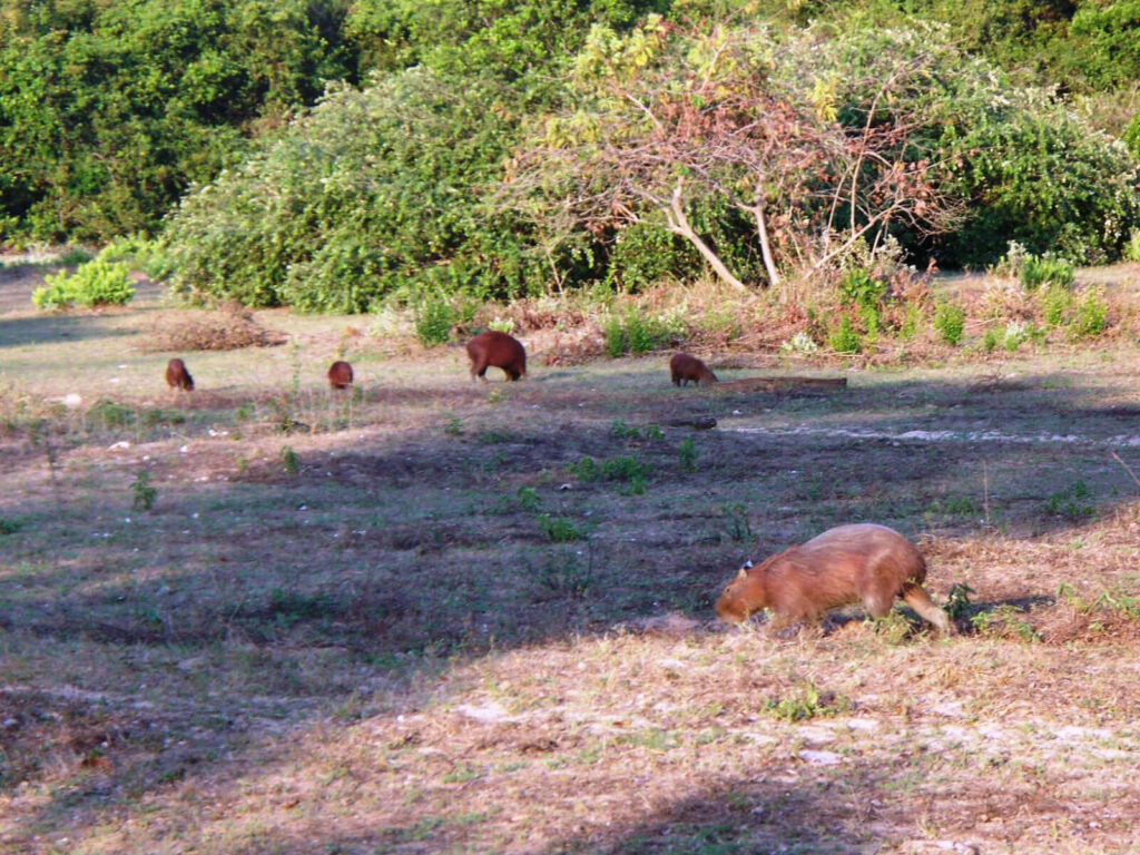 Capybara im Pantanalm - Foto © Edinir Taques