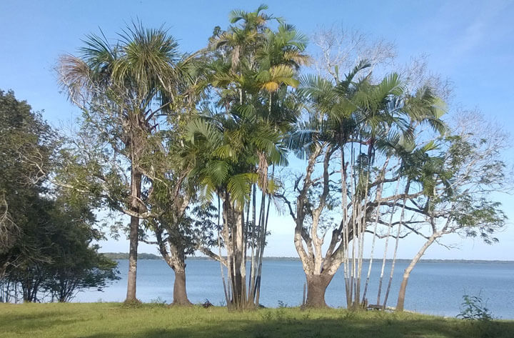 Palmen auf der Halbinsel am Lago Manacapuru.