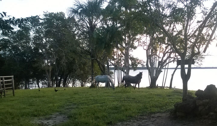 Pferde unter Palmen im Sonnenuntergang. Natur und Romantik pur am Lago Manacapuru.