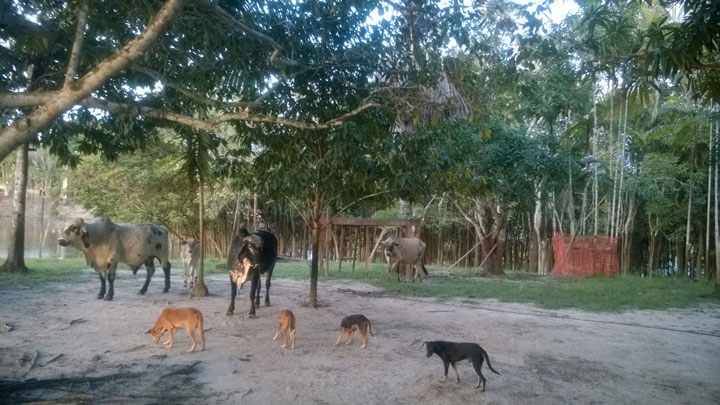 Rindrt kommen abends zurück von der Weide. Es ist ein einfaches und natürliches Leben im Interior des Amatonas.