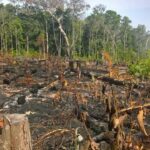 Gerodete Fläche mit verbrannten Baumstümpfen. Im Hintergrund steht tropisher Regenwald