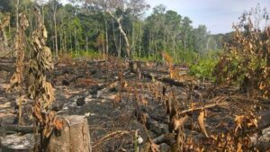 Gerodete Fläche mit verbrannten Baumstümpfen. Im Hintergrund steht tropisher Regenwald