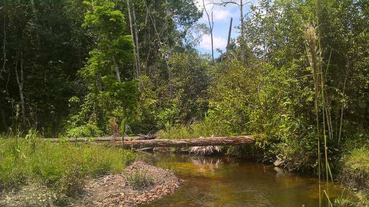 Ein Igarape, ein Bachlauf am Amazonas - windet sich durch den Regenwald. Mehrere Baumstämme liegen über den Bach.